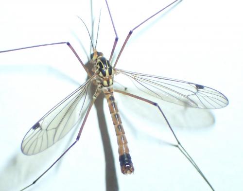 Réf. 182 127 : Nephrotoma guestfalica